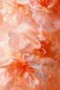 Delicate coral begonia flowers in bloom. Soft-focus floral illustration perfect for beauty, romance, and feminine design Royalty Free Stock Photo