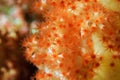 Delicate coral polyps on a tropical reef