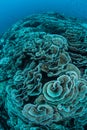 Delicate Corals Bleaching Royalty Free Stock Photo