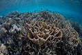 Delicate Corals in Shallows Royalty Free Stock Photo