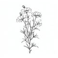 Delicate Cosmos Flower Sketch: Detailed Botanical Illustration With Prairiecore Vibes Royalty Free Stock Photo