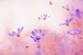 Delicate cosmos flowers with beautiful toning.Selective focus Royalty Free Stock Photo