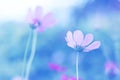 Delicate cosmos flowers on a blue background with toning. Soft selective focus Royalty Free Stock Photo