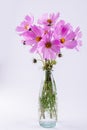 Delicate Cosmos pink flowers in glass vase on white