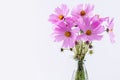 Delicate Cosmos pink flowers in glass vase on white Royalty Free Stock Photo