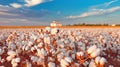 Delicate Cotton Fields Ready to be Gathered. Generative AI