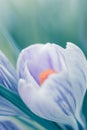 Delicate crocus flower - macro artistic background Royalty Free Stock Photo