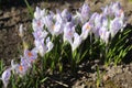 Delicate crocuses bloomed in the early spring in the garden Royalty Free Stock Photo
