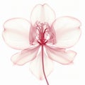 Delicate 3d Orchid X-ray Illustration On White Background