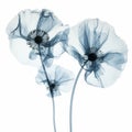 Delicate 3d Poppy X-ray Sculptures On White Background