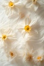 Delicate Daffodils in Soft Light Royalty Free Stock Photo