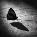 Delicate Dance of Light and Shadow A Butterflys Ephemeral Form on a Leaf Royalty Free Stock Photo