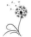 Delicate dandelion with flying seeds. Lonely flower with thin stem and leaves. Black outline drawing on white background. Vector Royalty Free Stock Photo