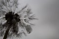 Delicate dandelion with rain droplets; gloomy day, grey sky, moody atmosphere Royalty Free Stock Photo