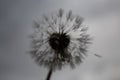 Delicate dandelion with rain droplets; gloomy day, grey sky, moody atmosphere Royalty Free Stock Photo