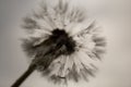 Delicate dandelion with rain droplets; gloomy day, grey sky, moody atmosphere Royalty Free Stock Photo