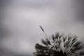 Delicate dandelion with rain droplets; gloomy day, grey sky, moody atmosphere Royalty Free Stock Photo