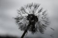Delicate dandelion with rain droplets; gloomy day, grey sky, moody atmosphere Royalty Free Stock Photo