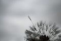 Delicate dandelion with rain droplets; gloomy day, grey sky, moody atmosphere Royalty Free Stock Photo