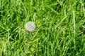 Delicate dandelion seed-head in lush green grass Royalty Free Stock Photo