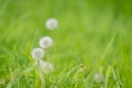 Delicate dandelion seed-head in lush green grass Royalty Free Stock Photo