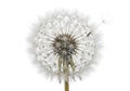 Delicate Dandelion Seed Head with Single Seed Drifting Away on White Background {Ai generated Royalty Free Stock Photo