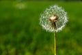 Delicate dandelion in the wind