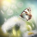 Delicate Dandelions and Beautiful Butterfly in the Sunlight. Perfect for Scrapbooking.