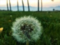 Delicate dandelions, peace, fairytale and countryside. Make a wish! Royalty Free Stock Photo