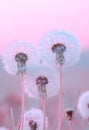 Close up of fluffy dandelions in soft pink pastel light, macro, bokeh background Royalty Free Stock Photo