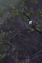 delicate, dark branches with small green leaves and buds, within solitary white flower in full bloom, softly blurred Royalty Free Stock Photo