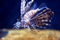 Delicate but deadly salt water lionfish