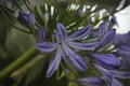Nature Delicate Purple flowers lily of the Nile Agapanthus Green backgound.