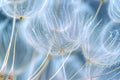 Delicate details of dandelion seeds up close, highlighting their structure and fragility