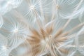 Delicate details of dandelion seeds up close, highlighting their structure and fragility