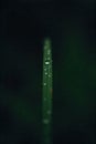 Delicate dew drops on a long, slender blade of grass, symbolizing fragile slimness. Extreme macro shot Royalty Free Stock Photo