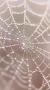 Delicate Dew on Spider Web: Intricate Patterns and Morning Light Royalty Free Stock Photo