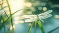 Delicate Dragonfly Perched Gracefully on Green Grass Blades by a Tranquil Water Surface Glimmering with Soft Sunlight Reflections Royalty Free Stock Photo