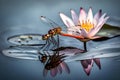 A delicate dragonfly perched on a water lily\'s petal, glistening in the soft light of dawn