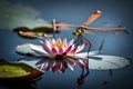 A delicate dragonfly perched on a water lily\'s petal, glistening in the soft light of dawn