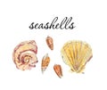 Delicate drawing of seashells. Watercolor isolated marine illustration collection.