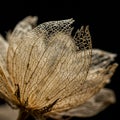 Delicate, dried papery seed pod featuring a lace-like structure, possibly from the Royalty Free Stock Photo
