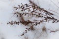 Delicate dry brown weed with buds on snow bokeh background