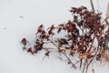 Delicate dry brown weed with buds on snow texture bokeh background