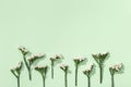 Delicate dry flowers Limonium, leaves and small blossom, close up herbarium