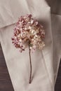 Delicate dry hydrangea flower on a beige kitchen towel on a dark wooden background. flat lay, top view Royalty Free Stock Photo