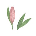 Delicate dusky pink lily flower isolated watercolor illustration garden plant simple drawing for greeting cards,