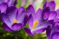 Delicate early spring flower saffron, crocus in dew drops. Royalty Free Stock Photo