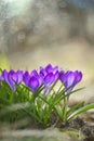 Delicate early spring flower saffron, crocus in dew drops. Royalty Free Stock Photo