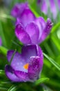 Delicate early spring flower saffron, crocus in dew drops. Royalty Free Stock Photo